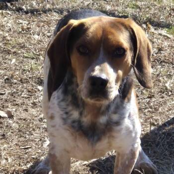 Beagle Dogs Available for Adoption - Merf | PetCurious