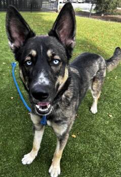 Sadie -  German Shepherd Dog and Siberian Husky Dog for Adoption in Salinas, California - Sadie | PetCurious