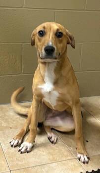 Daizie -  Mixed Breed Dog Available for Adoption in Taycheedah, Wisconsin - Daizie | PetCurious