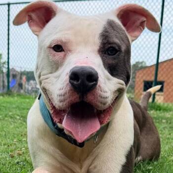Neptune -  Pit Bull Terrier Dog for Adoption in Saluda, Virginia - Neptune | PetCurious