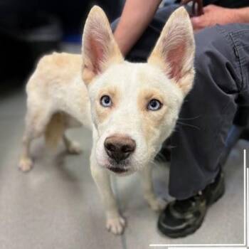 Warren -  Husky Dog for Adoption in Temple Terr, Florida - Warren | PetCurious