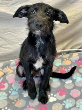 Parfait -  Mixed Breed Dog for Adoption in Lacon, Illinois - Parfait | PetCurious