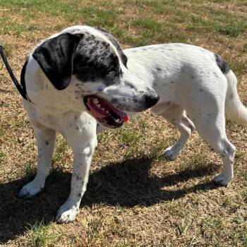Tapas -  Dalmatian and Labrador Retriever Dog for Adoption in Hackett, Arkansas - Tapas | PetCurious