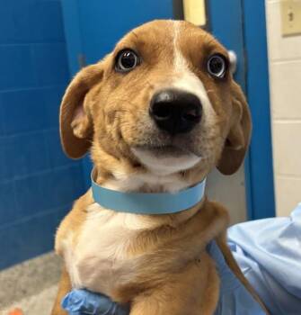 Frank -  Labrador Retriever Dog for Adoption in Golden, Colorado - Frank | PetCurious
