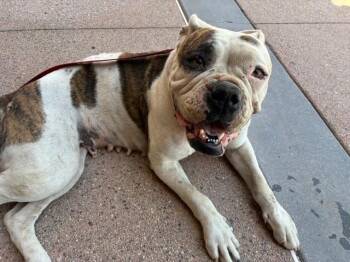 A780761 -  English Bulldog Dog for Adoption in Rancho Cucamonga, California - A780761 | PetCurious