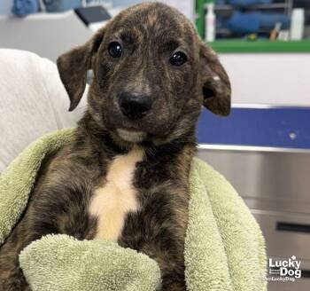 Elija -  Labrador Retriever and Shepherd Dog for Adoption in Washington, District Of Columbia - Elija | PetCurious