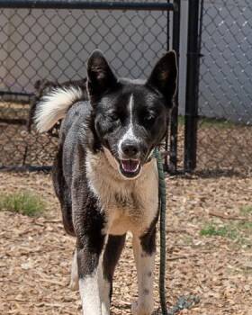 Mixed Breed Dogs Available for Adoption in Chamblee, Georgia - Yalda | PetCurious