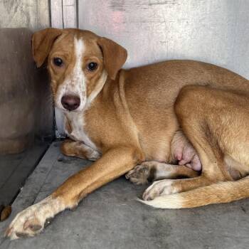 Apricot -  Shepherd Dog for Adoption in Edinburg, Texas - Apricot | PetCurious
