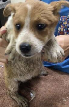 Australian Cattle Dog Blue Heeler Dogs Available for Adoption - SAGE | PetCurious