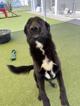 Rescue Shepherd and Collie Dogs for Adoption in Hays, Kansas - Holly | PetCurious