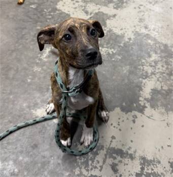 Labrador Retriever and Mixed Breed Dogs Available for Adoption in Tallahassee, Florida - ISABELL | PetCurious