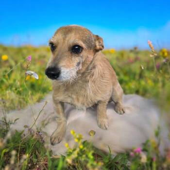 Rescue Terrier Dogs for Adoption in Dallas, Georgia - Cady | PetCurious