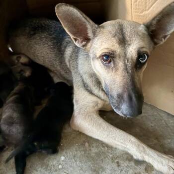 Cicley -  Shepherd and Mixed Breed Dog for Adoption in Houston, Texas - Cicley | PetCurious