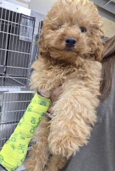 Six -  Cavalier King Charles Spaniel and Poodle Dog for Adoption in Malvern, Pennsylvania - Six | PetCurious