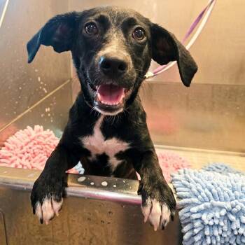 PEACHES -  Beagle and Black Labrador Retriever Dog for Adoption in Athens, Alabama - PEACHES | PetCurious