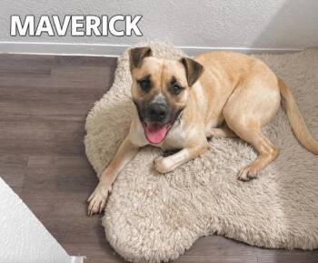 Maverick -  Black Mouth Cur and American Staffordshire Terrier Dog for Adoption in Lucas, Texas - Maverick | PetCurious