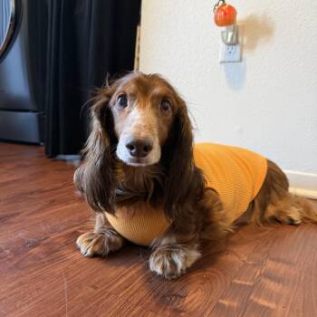 Switch -  Dachshund Dog for Adoption in Baton Rouge, Louisiana - Switch | PetCurious