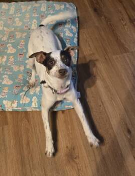 Rescue Rat Terrier Dogs for Adoption in Augusta, Georgia - Mira | PetCurious