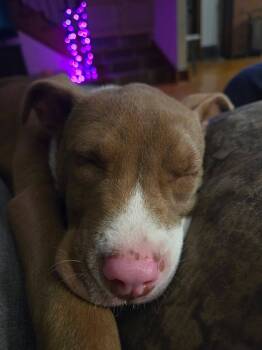 Pit Bull Terrier Dogs Available for Adoption in New London, Wisconsin - Lemon Lulu | PetCurious