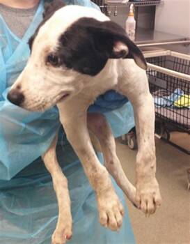 A480649 -  Staffordshire Bull Terrier and Mixed Breed Dog for Adoption in Oklahoma City, Oklahoma - A480649 | PetCurious
