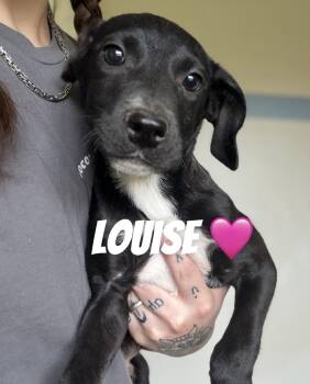 Louise -  Pit Bull Terrier and Pug Dog for Adoption in Felton, Pennsylvania - Louise | PetCurious