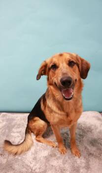 Roger -  German Shepherd Dog and Retriever Dog for Adoption in Loogootee, Indiana - Roger | PetCurious
