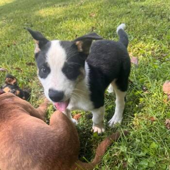 Eclipse -  Mixed Breed Dog for Adoption in Springboro, Ohio - Eclipse | PetCurious