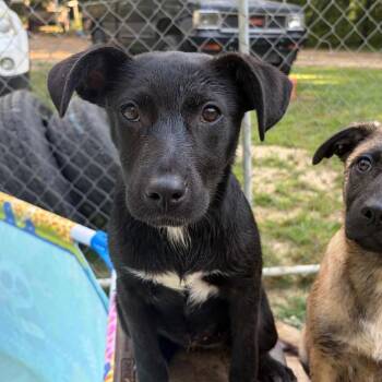 Holly -  Hound and Labrador Retriever Dog for Adoption in Parrish, Alabama - Holly | PetCurious