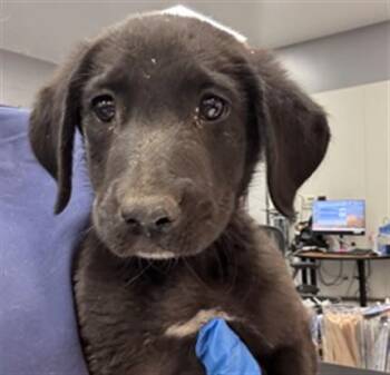 TEDDY -  Labrador Retriever and Mixed Breed Dog for Adoption in Thousand Palms, California - TEDDY | PetCurious