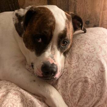 Rescue American Staffordshire Terrier and Labrador Retriever Dogs for Adoption in Saratoga Springs, New York - Bear | PetCurious