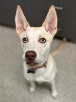 Siberian Husky Dogs Available for Adoption in Key West, Florida - Penny | PetCurious