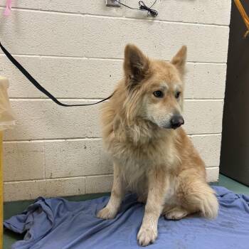 Mixed Breed Dogs Available for Adoption in Memphis, Tennessee - Shelby | PetCurious