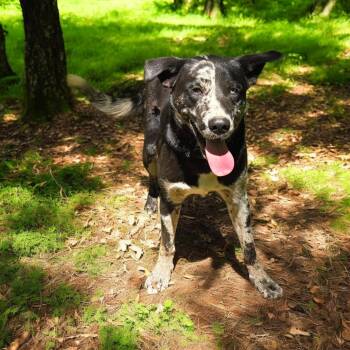 Australian Shepherd and Australian Cattle Dog Blue Heeler Dogs Available for Adoption in Dallas, Georgia - Harley | PetCurious