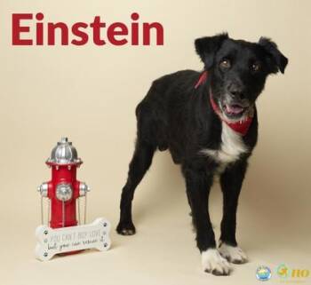 Einstein -  Border Terrier and Mixed Breed Dog for Adoption in Fairhope, Alabama - Einstein | PetCurious