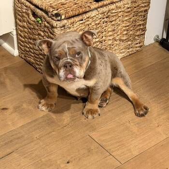 English Bulldog Dogs Available for Adoption in Huber Heights, Ohio - Dolly | PetCurious