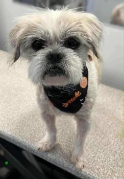 Rescue Shih Tzu Dogs for Adoption in Ramona, California - Bucky | PetCurious