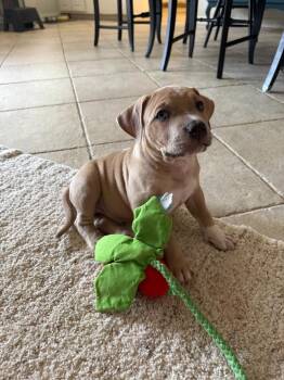 Scrambled -  Pit Bull Terrier and Boxer Dog for Adoption in Phoenix, Arizona - Scrambled | PetCurious