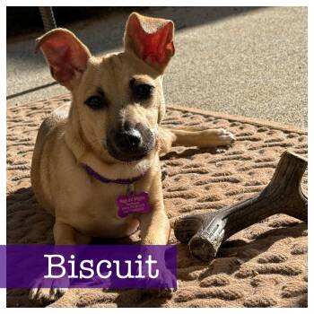 Rescue Chihuahua and Dachshund Dogs for Adoption in Cumming, Georgia - Biscuit | PetCurious