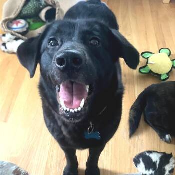 Black Labrador Retriever and Mixed Breed Dogs Available for Adoption - Emiko | PetCurious