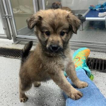 Mixed Breed Dogs Available for Adoption in La Grange, Kentucky - Fred Jones | PetCurious