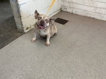 Rescue French Bulldog Dogs for Adoption in San Bernardino, California - QUINN | PetCurious