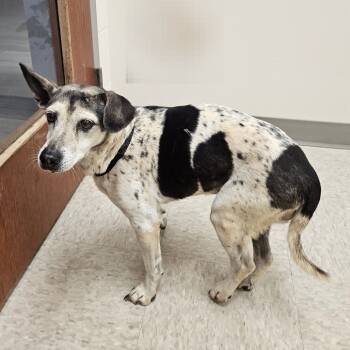 Rescue Beagle and Chihuahua Dogs for Adoption in Chatham, Virginia - Sookie | PetCurious