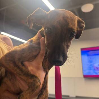 Grace -  Shepherd and Mixed Breed Dog for Adoption in Tampa, Florida - Grace | PetCurious
