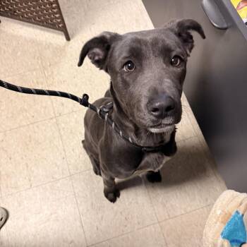 Weimaraner and Mixed Breed Dogs Available for Adoption - Sweets | PetCurious