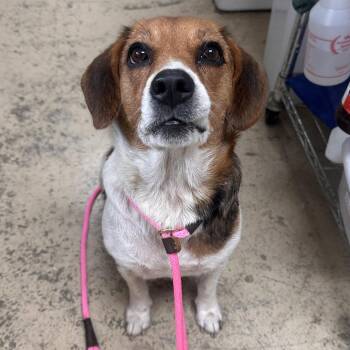 Jolene -  Beagle Dog for Adoption in Canton, Illinois - Jolene | PetCurious