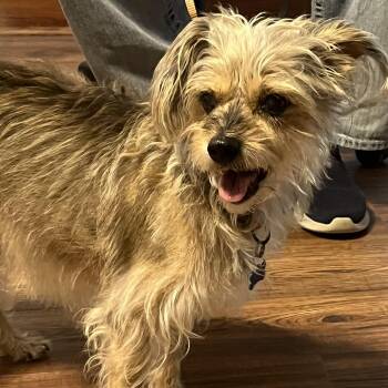 Rescue Yorkshire Terrier Dogs for Adoption in Garland, Texas - Lucy | PetCurious