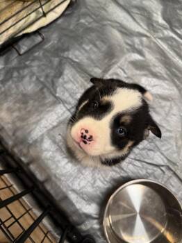 Husky Dogs Available for Adoption - Love | PetCurious