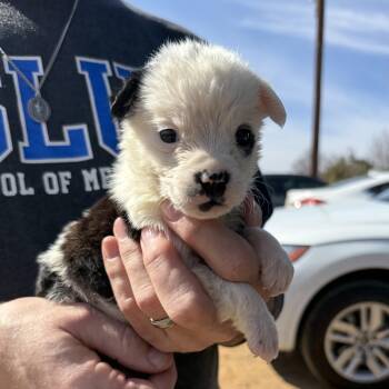 Mixed Breed Dogs Available for Adoption - Easy Bake | PetCurious