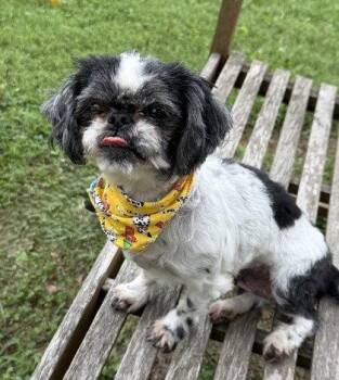 Loonie -  Shih Tzu Dog for Adoption in Midland, Virginia - Loonie | PetCurious