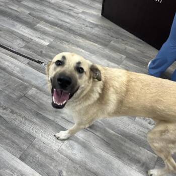 Rescue Anatolian Shepherd Dogs for Adoption in Crookston, Minnesota - Ollie | PetCurious
